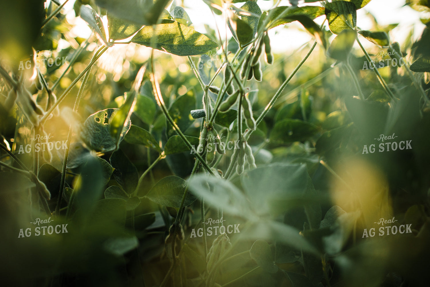 Soybean Pods at Sunrise 3273