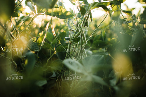 Soybean Pods at Sunrise 3273