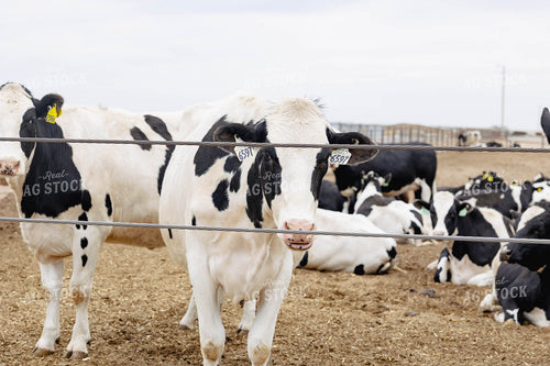 Holstein Cattle in Farmyard 114025