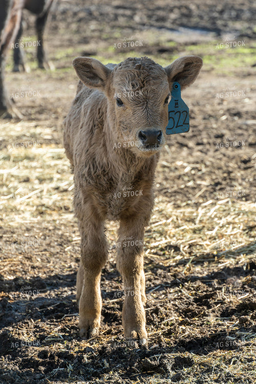 Calf 65622