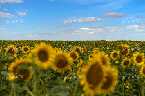 Sunflower Field 185116