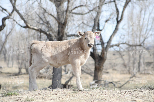 Charlois Calf 117178