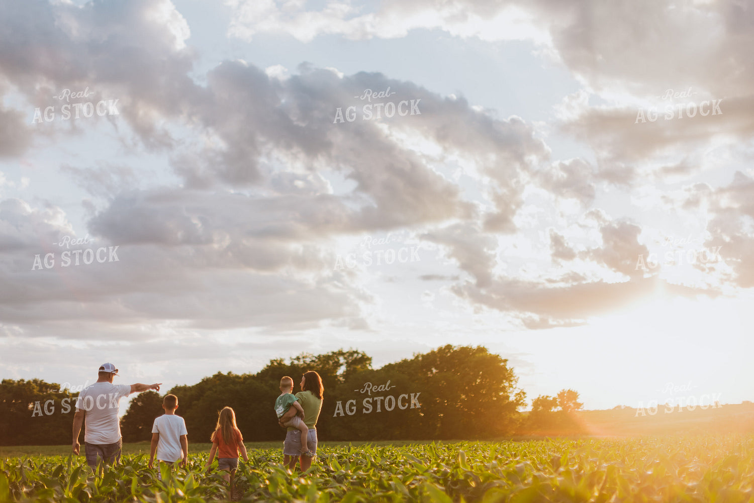 Farm Family Checking Corn 8816