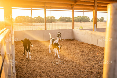 Holstein Calves 270170