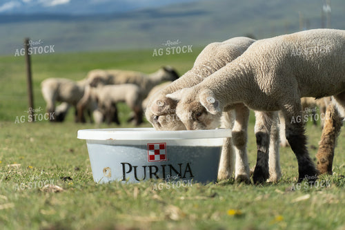 Lambs on Pasture with Mineral Tub 65654