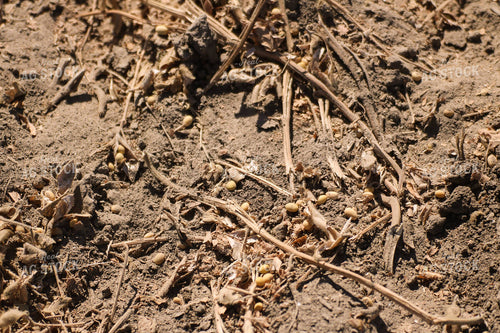 Harvested Soybeans 82156