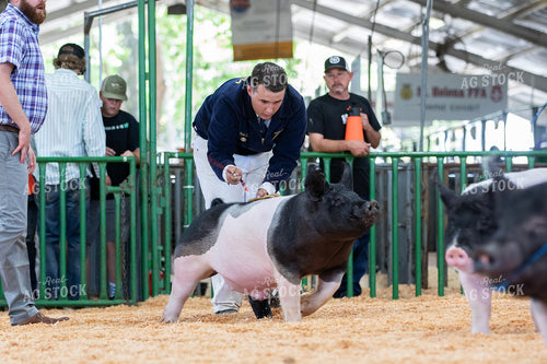 Farmer Showing Pig 107076