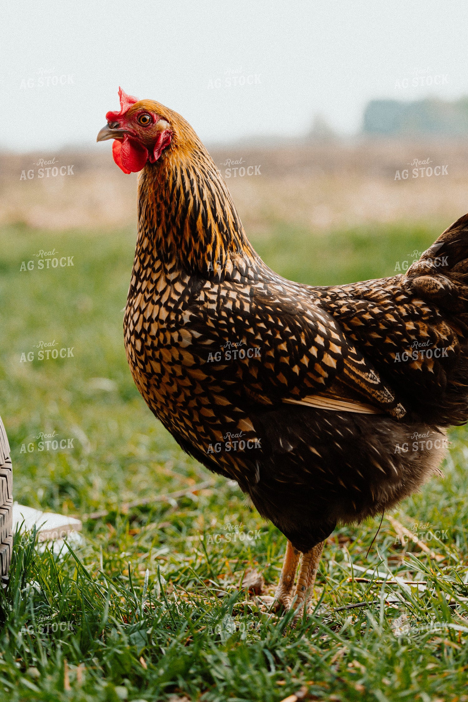 Pullet Laying Chicken 104061