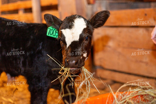 Calving Season 155535
