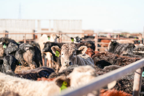 Cattle in Feedlot 293032