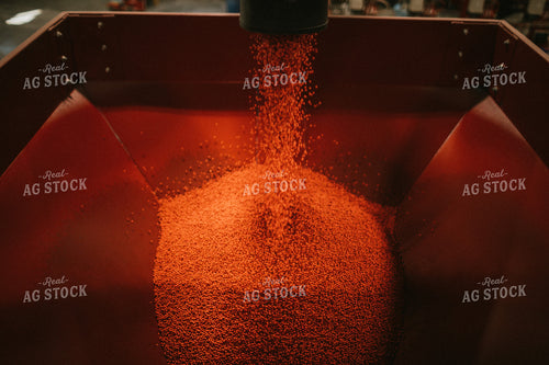 Treated Soybeans Coming out of Seed Treater 5287