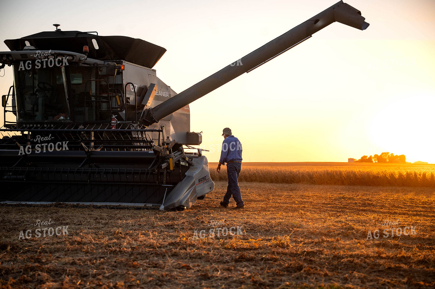 Soybean Harvest 115885