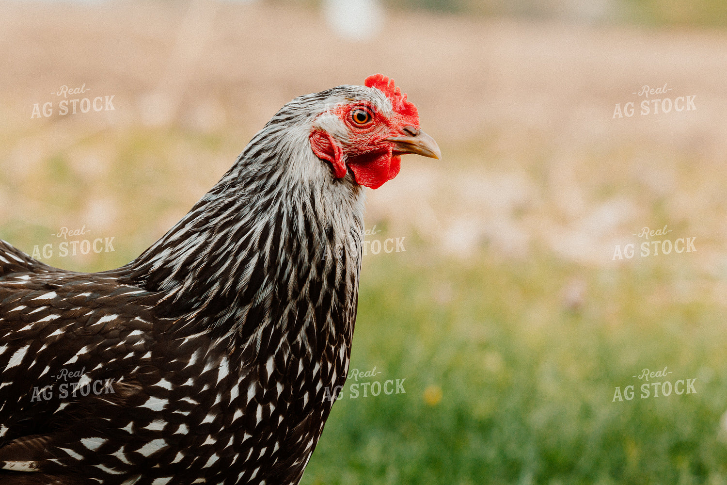 Pullet Laying Chicken 104071