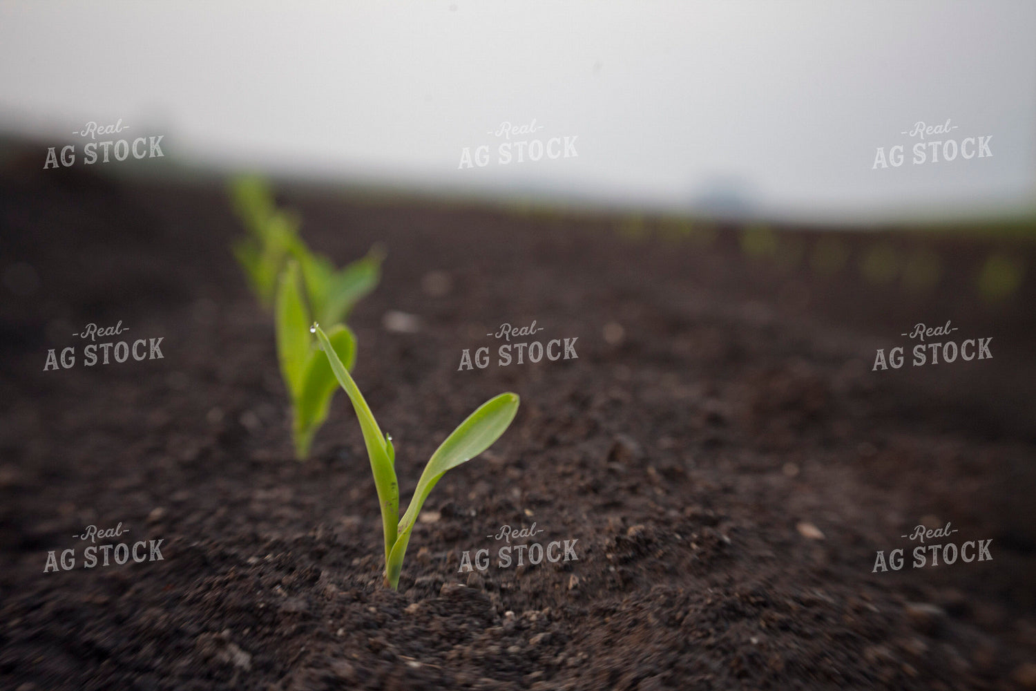Corn - Early Growth 1128