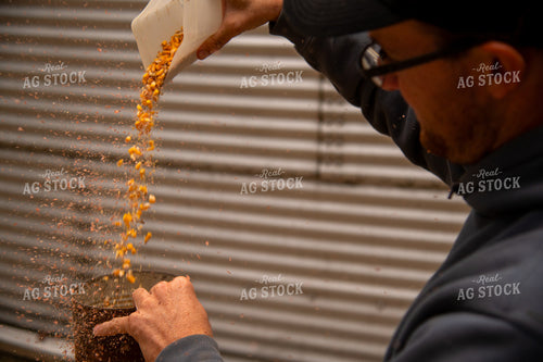 Farmer Testing Corn Moisture On-farm Storage 25553