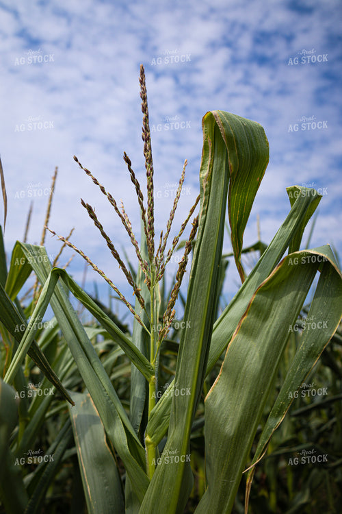 Corn Tassels 187096