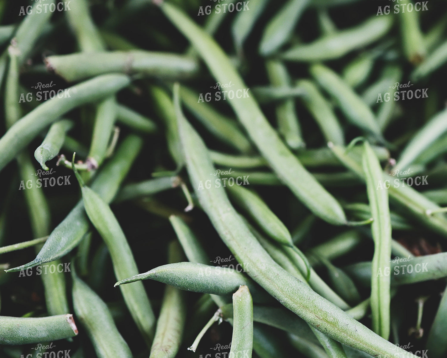 Green Beans 252015
