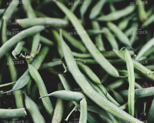 Green Beans 252015