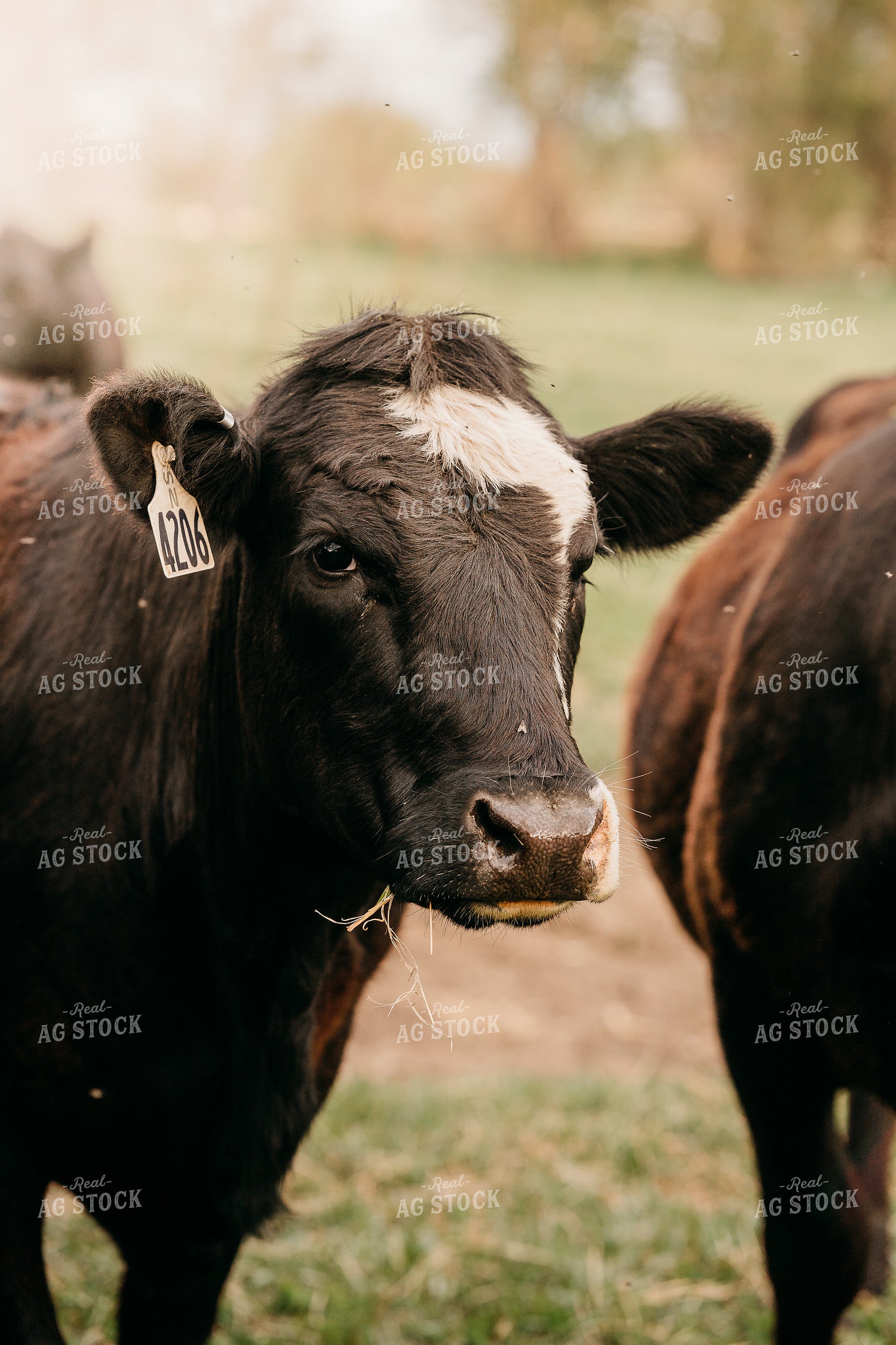 Cattle on Pasture 196291