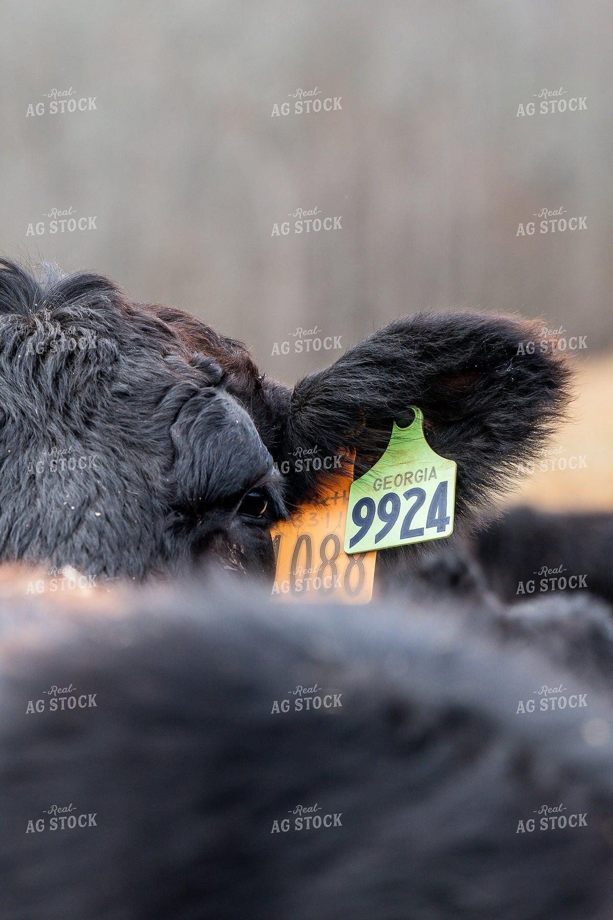 Ear Tags on Cattle 192042