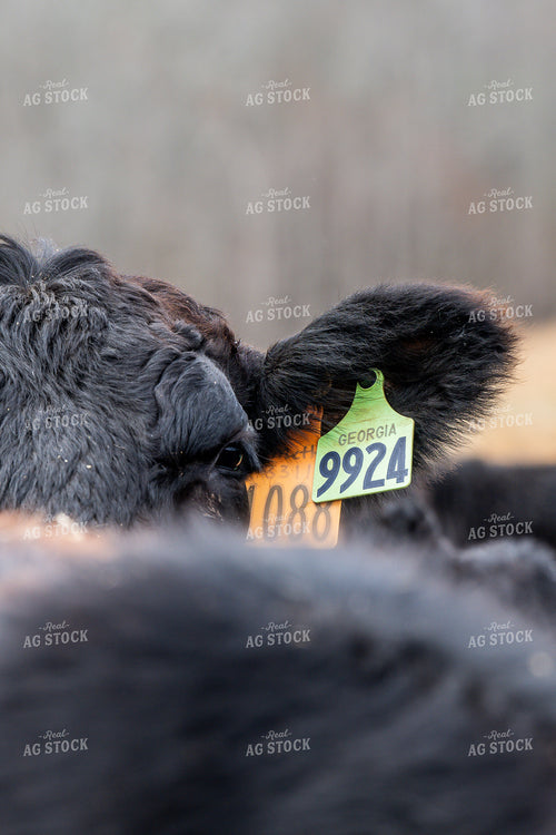 Ear Tags on Cattle 192042