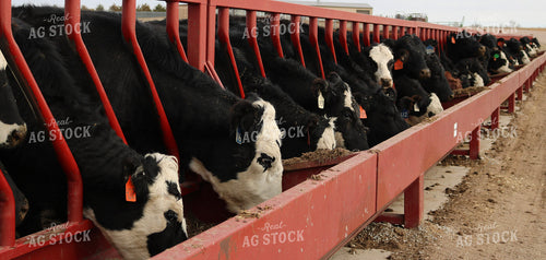 Angus Cattle in Pen 82181