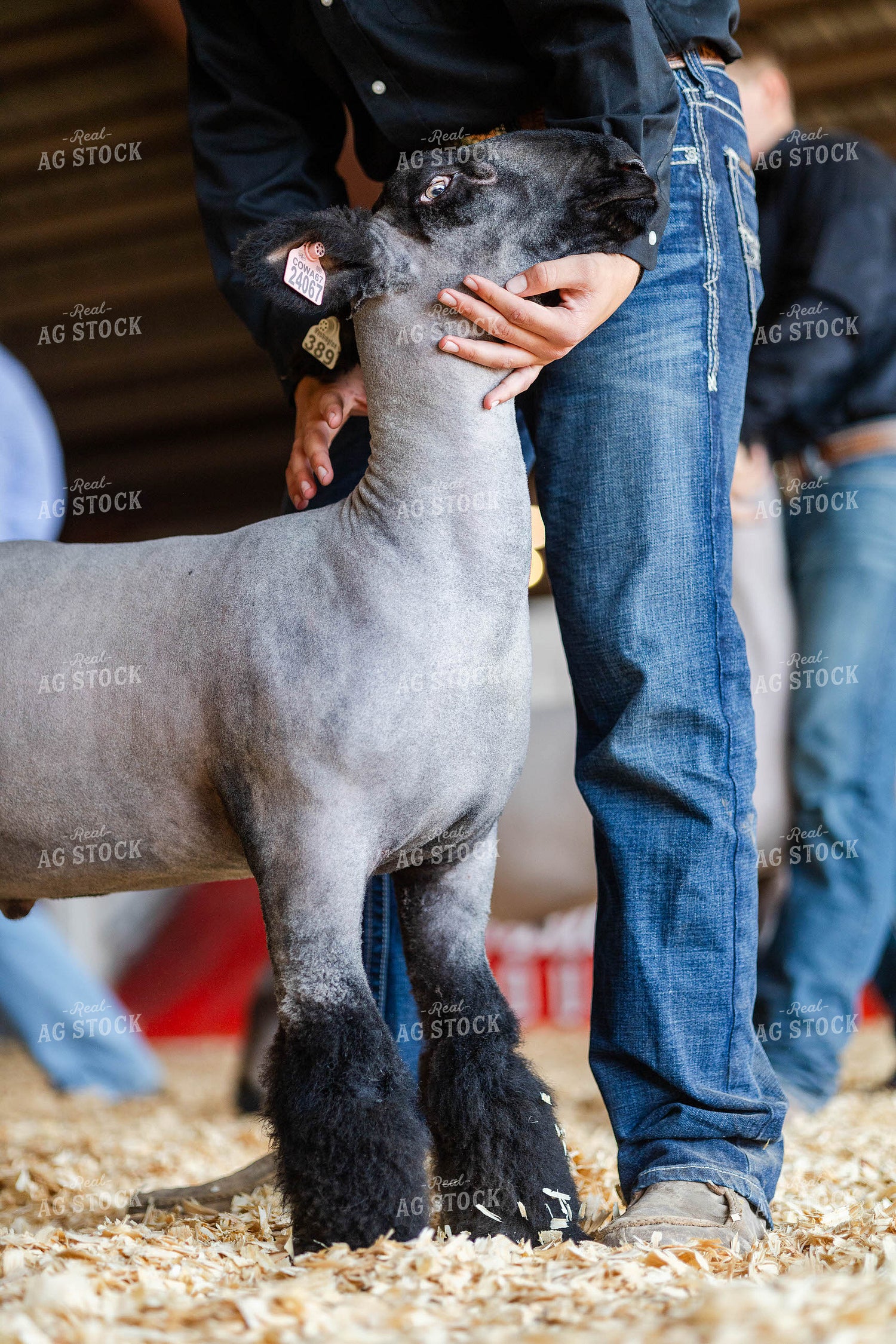 Showing Sheep 97184