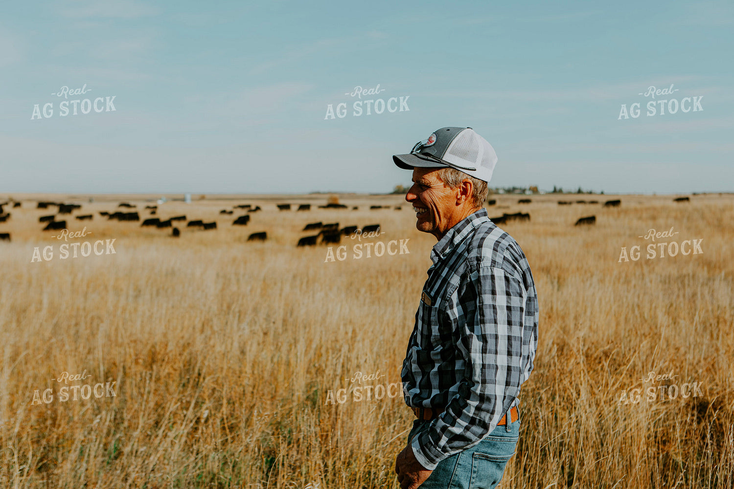 Rancher Checks Cattle 187076