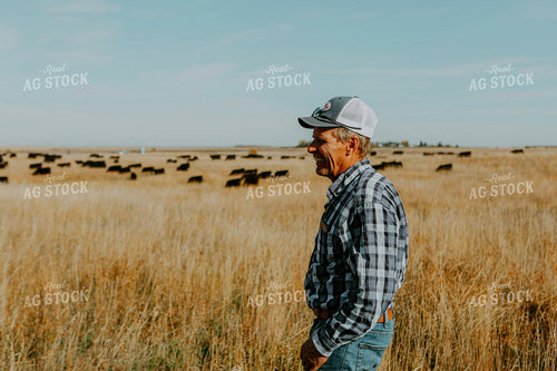 Rancher Checks Cattle 187076