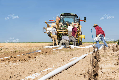 Laying Irrigation 79696