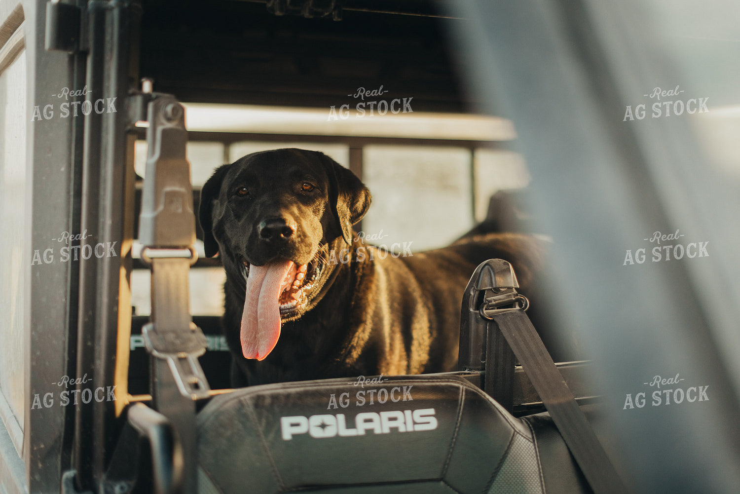 Farm Dog in Side by Side 9499