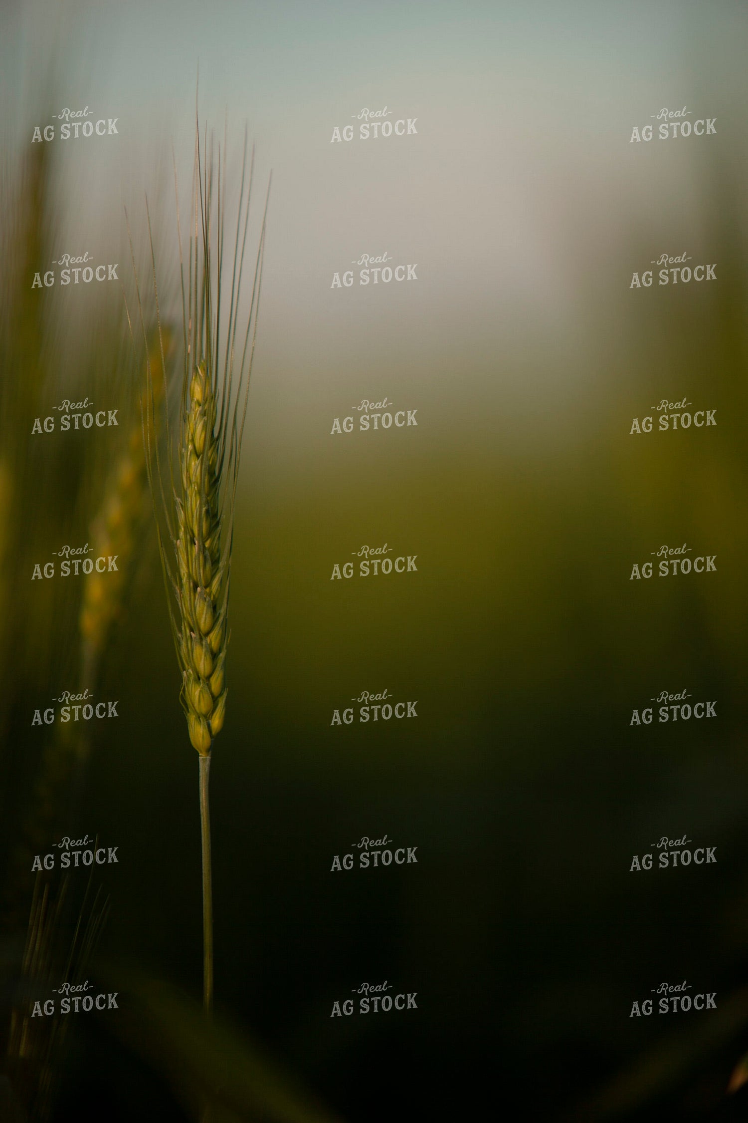 Wheat 2204