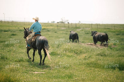 Rancher Corrals Cattle in Pasture on Horseback 125144