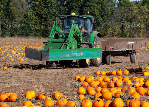 Pumpkin Harvest 132252