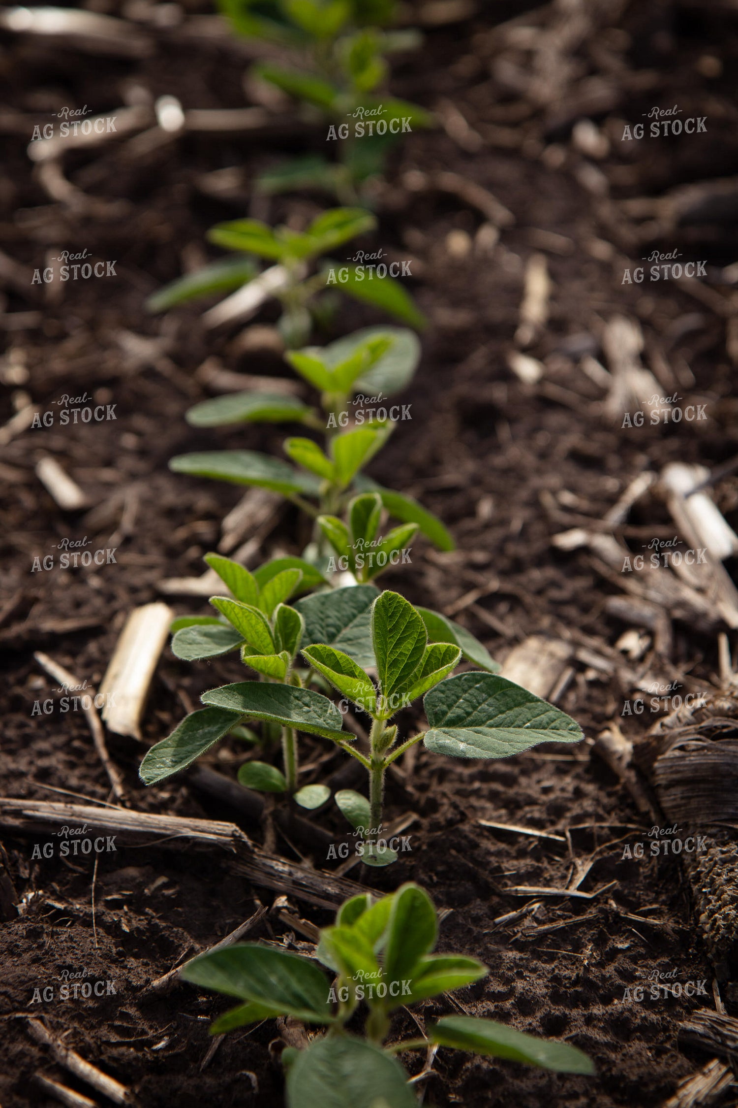 Early Growth Soybeans 268296