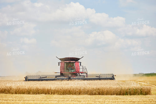 Combine Harvesting Wheat Field 216019
