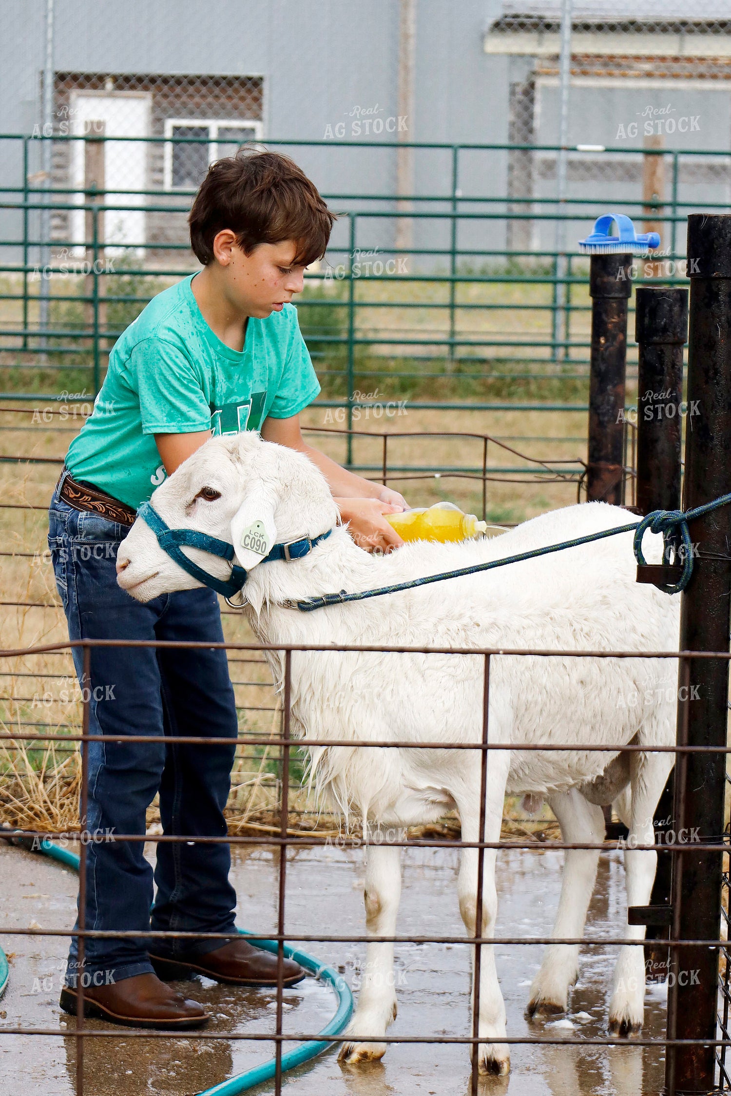 Farm Kid Washing Sheep 141701