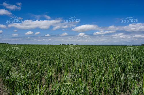 Hail Damaged White Corn Field 65867