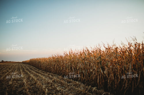 Partially Picked Corn Field 3422