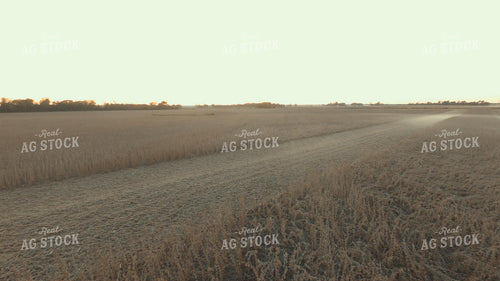 Soybean Harvest 85028