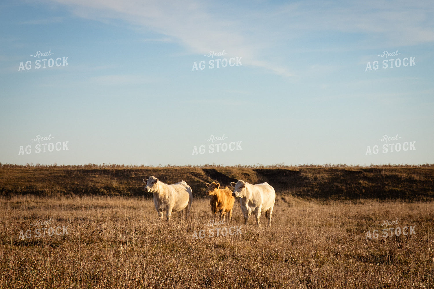 Charolais Cattle on Pasture 268241