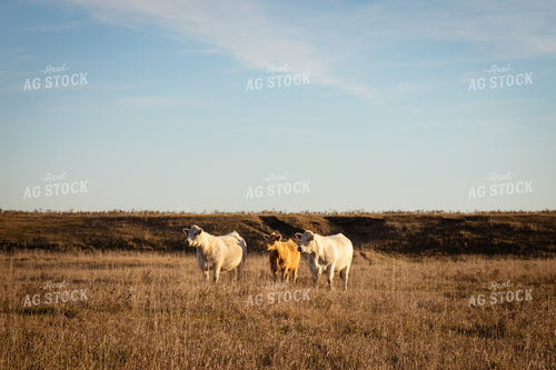 Charolais Cattle on Pasture 268241