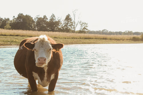 Hereford Cow in Pond 125147
