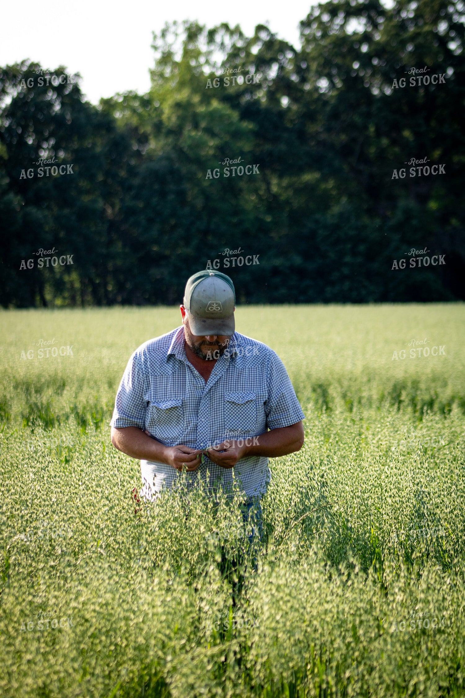 Farmer Checking Oats 214228