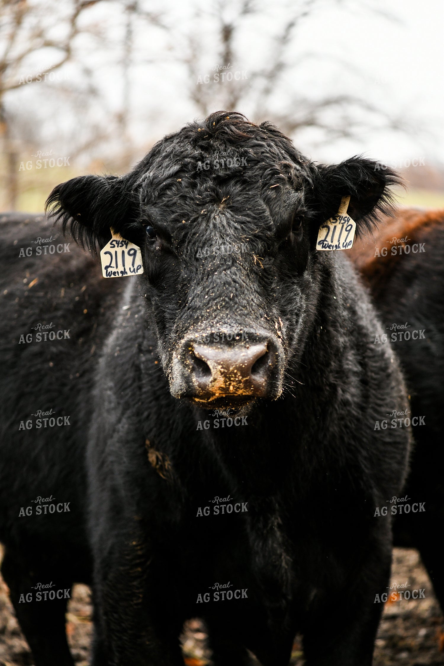 Cattle in Pasture 191300