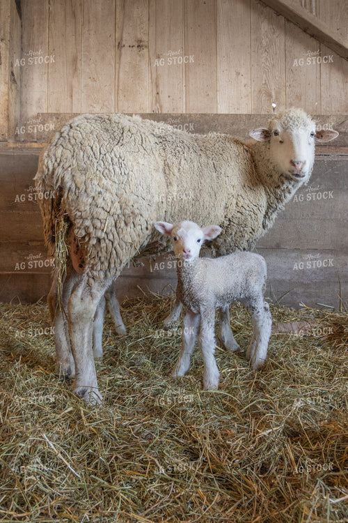 Sheep and Lamb in Barn 124009