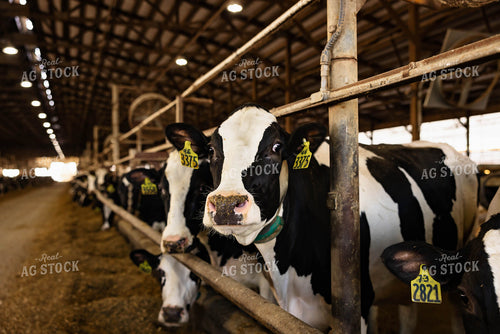 Holstein Cattle Eating in Barn 152407