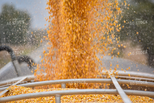 Corn Dumping into Truck 84206