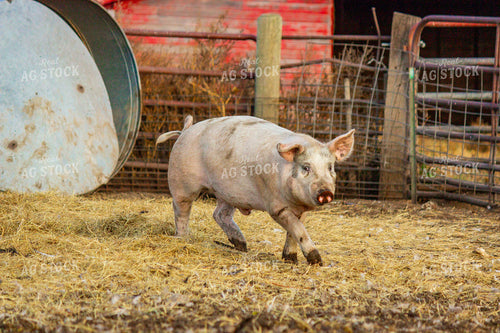 Pig 155100