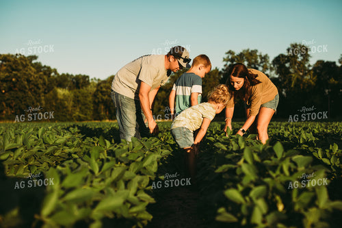 Farm Family Scouting Soybean Field 6078